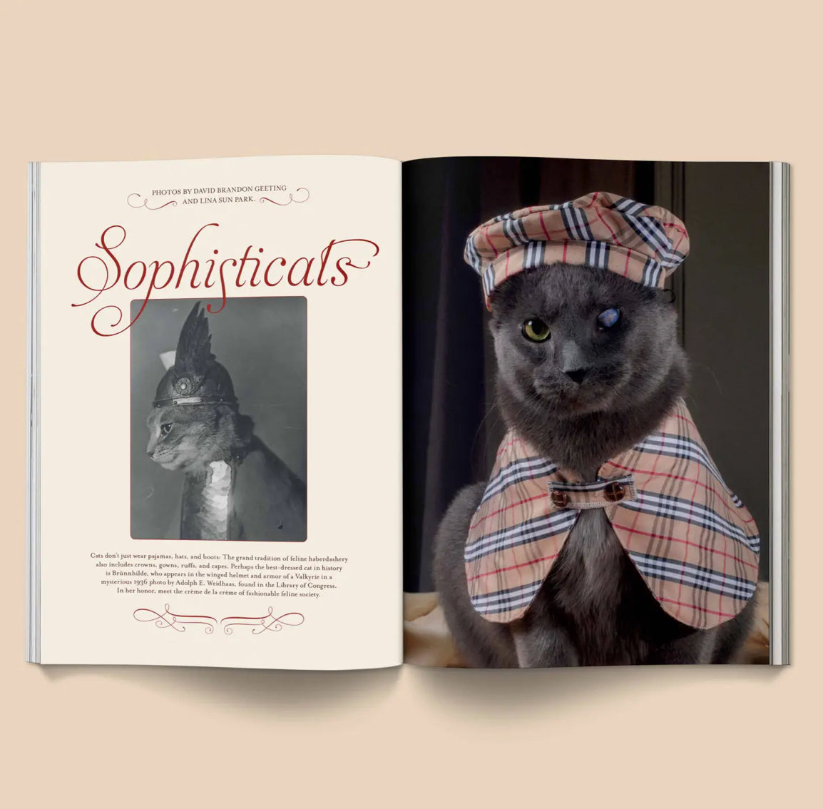 Catnip Magazine